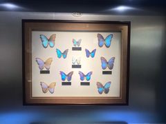 -上海昆虫博物馆