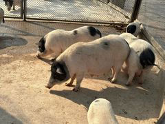 -石家庄市动物园