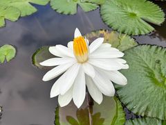 -西双版纳原始森林公园