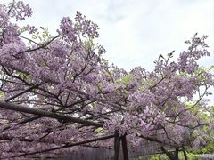 -嘉定紫藤园