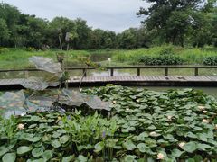 -西溪国家湿地公园