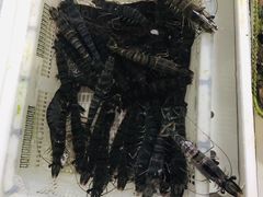 -大湾区中央湿地公园-十九涌