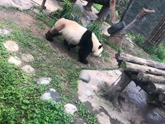 -都江堰中华大熊猫苑