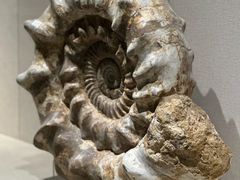 -安徽省地质博物馆