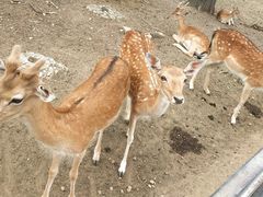 -西安秦岭野生动物园