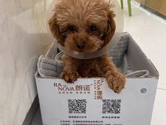 -北京恒爱动物医院(清景园分院)