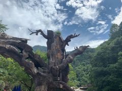 -龙湾潭国家森林公园