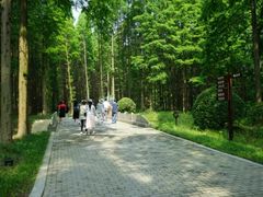 -黄海国家森林公园