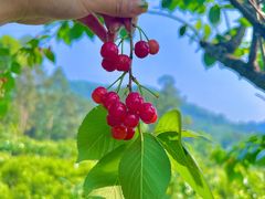 -樱桃山旅游景区
