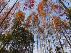 -青龙山国家森林公园