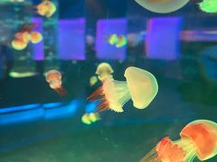 -上海海昌海洋公园