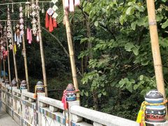 -西双版纳原始森林公园