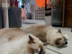 -seeu coffee(江滩店)