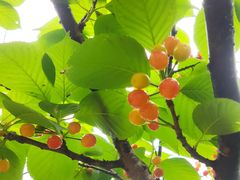 -樱桃山旅游景区