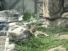 -深圳野生动物园