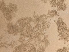 -日照海滨国家森林公园