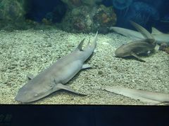 -上海海昌海洋公园