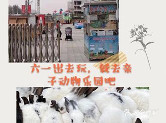 溜娃|可爱的亲子动物乐园，带娃去看小动物