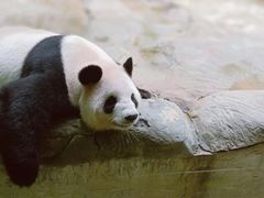 -杭州野生动物世界