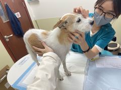 -美联众合动物医院·24h转诊中心