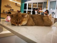 -飞行喵MR PILOT|猫舍·猫咖(静安大融城店)