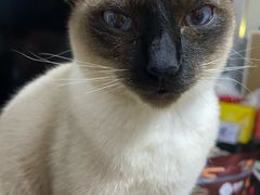 -佳雯宠物医院(四明中路分院)