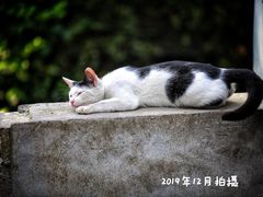 -静安公园(静安寺街道)