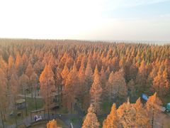 -黄海国家森林公园