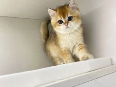 -lincat·猫舍(广州店)