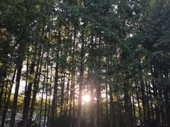 -杭州西湖风景名胜区-满觉陇四眼井