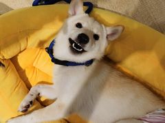 -逗柴咖啡屋·狗咖猫咖宠物桌游