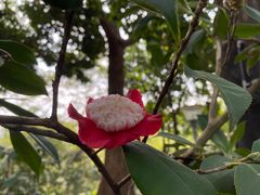 -金花茶公园
