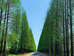 -黄海国家森林公园