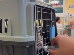 -动物缘宠物医院·骨科·猫科(西二环店)