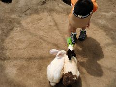 -前小桔亲子创意农场·草莓采摘·露营烧烤