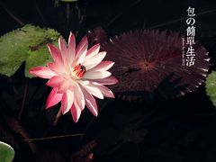-四海公园(南山区)