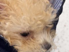 -瑞派康怡24h宠物医院·犬猫医疗中心·微创绝育(瑞景分院)