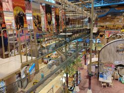 -卡通尼·Safari非洲探索乐园·生日会(金桥国际商业广场店)