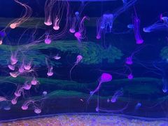 -欢乐海岸海洋奇梦馆
