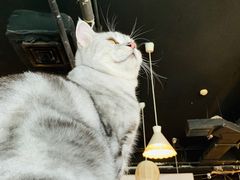 -Cappucimeow猫咪咖啡馆(韦伯时代店)