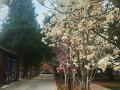 -北京市劳动人民文化宫(太庙)
