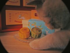 -Catmate·猫肥家润(金润铂宫店)