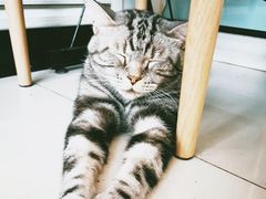 -平行世界·猫咖(首经贸店)