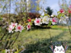 -静安公园(静安寺街道)