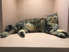 -猫儿山۰猫主题餐厅
