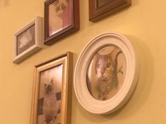-猫色咖啡·猫咖