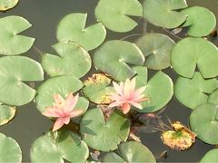 iphone_upload_pic-红山村
