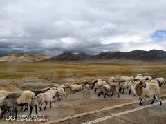-青海湖国家重点风景名胜区