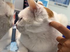 -纳吉亚猫专科动物医院·北北分院