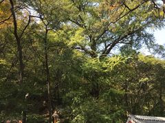 -北京上方山国家森林公园